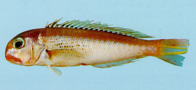 Branchiostegus sawakinensis