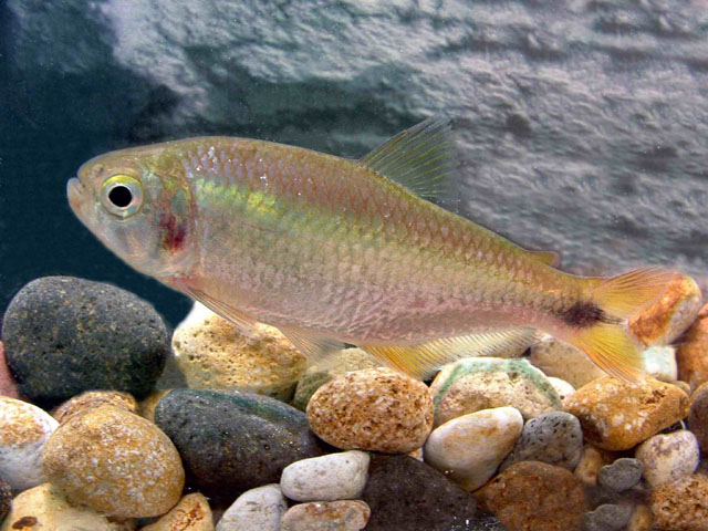 Bryconamericus scleroparius