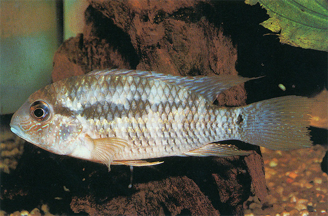 Bujurquina syspilus