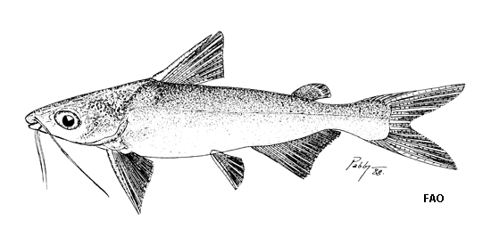Cathorops arenatus