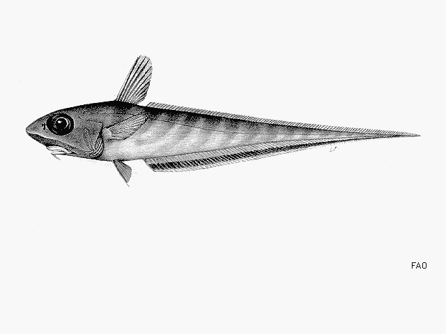 Coelorinchus aspercephalus