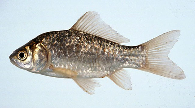 Carassius langsdorfii