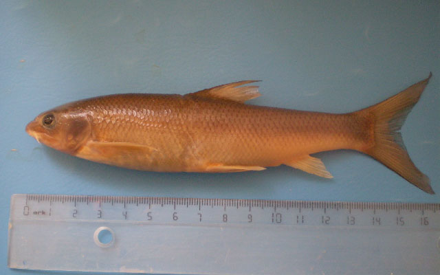 Capoeta bergamae