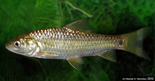 Carasobarbus canis