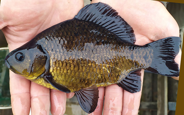 Carassius carassius