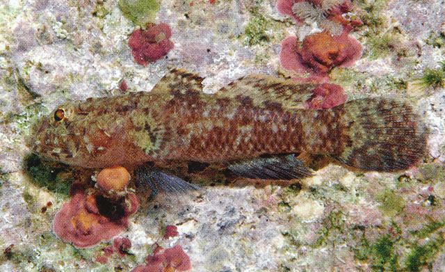 Callogobius centrolepis