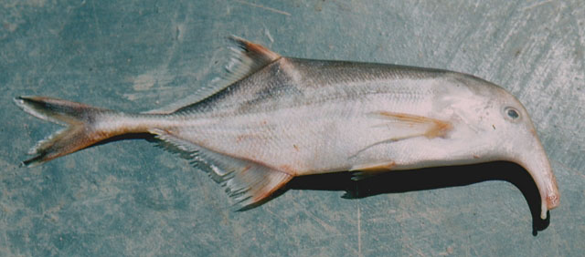 Campylomormyrus christyi