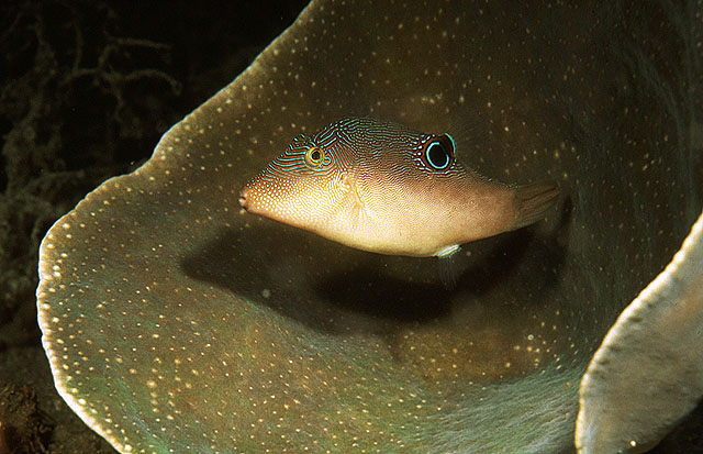 Canthigaster compressa