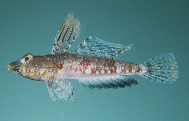 Synchiropus corallinus