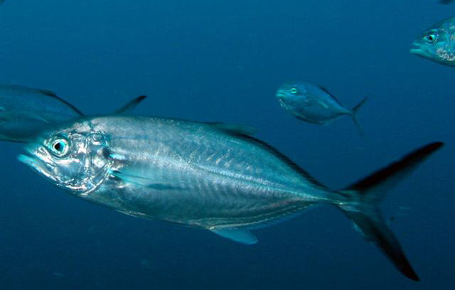 Caranx crysos