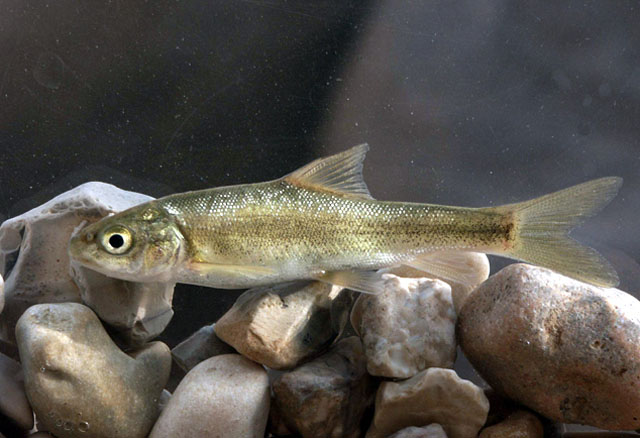 Capoeta damascina