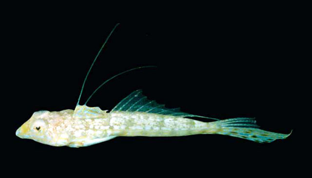 Callionymus delicatulus
