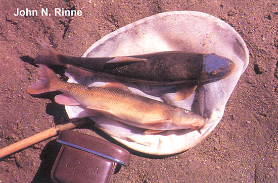 Pantosteus discobolus