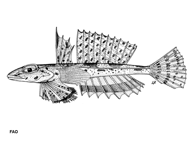 Callionymus fasciatus