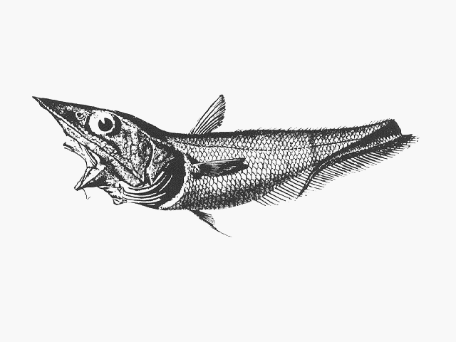Coelorinchus flabellispinis