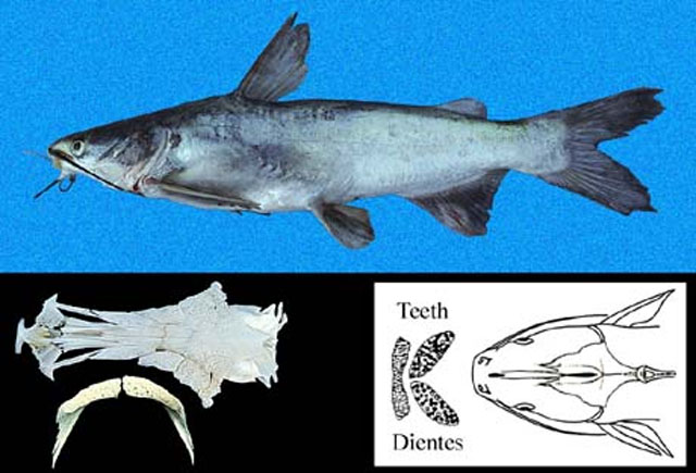 Cathorops fuerthii