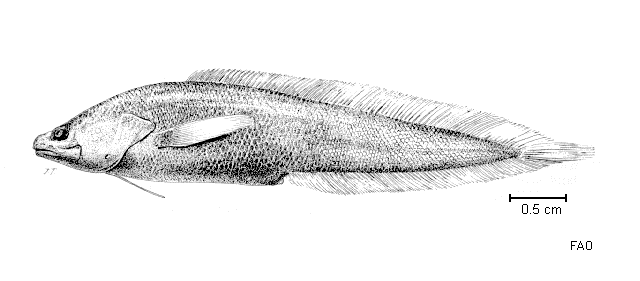 Calamopteryx goslinei