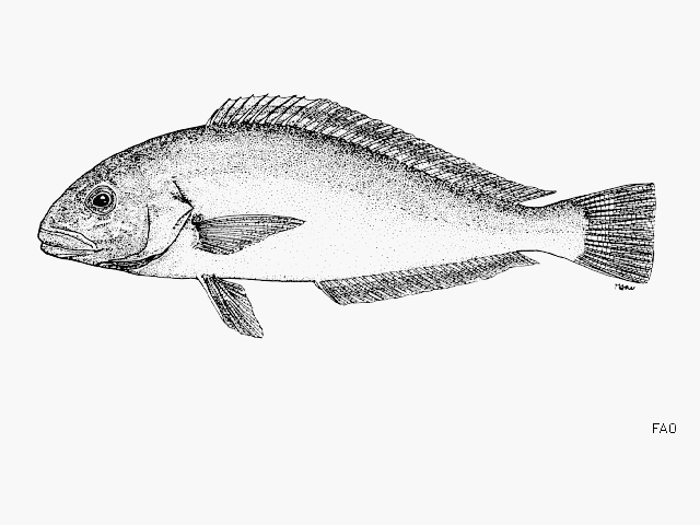Caulolatilus hubbsi