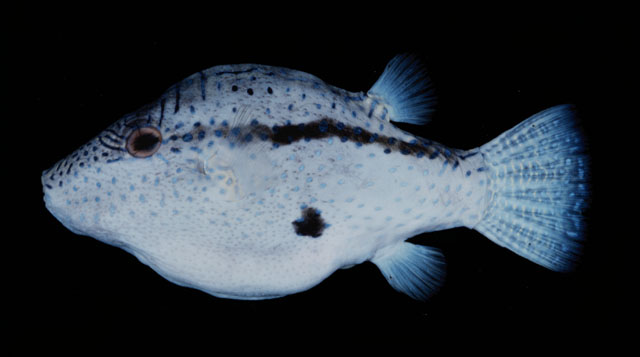 Canthigaster inframacula