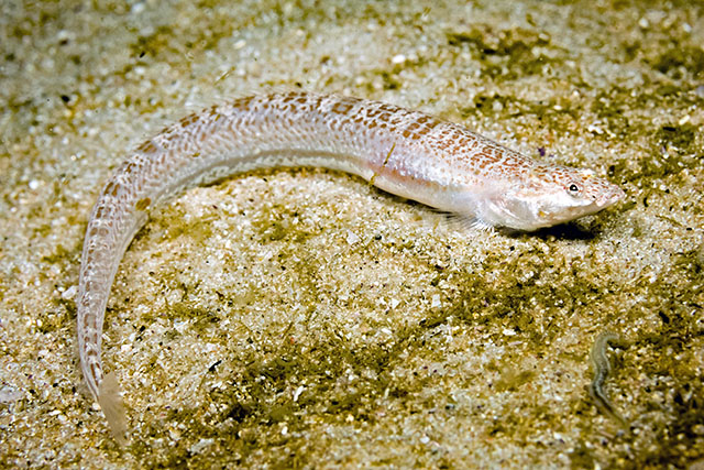Cancelloxus longior