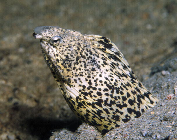 Callechelys marmorata