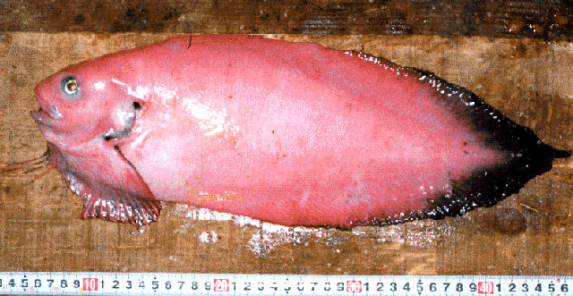 Careproctus melanurus