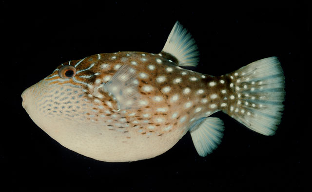 Canat_u1.jpg