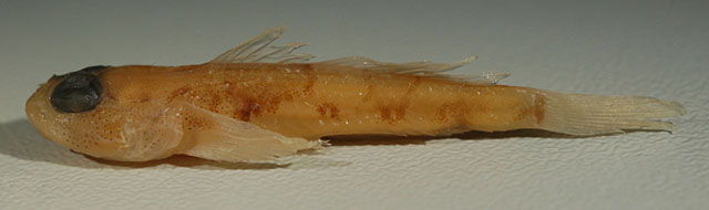 Cabillus nigromarginatus