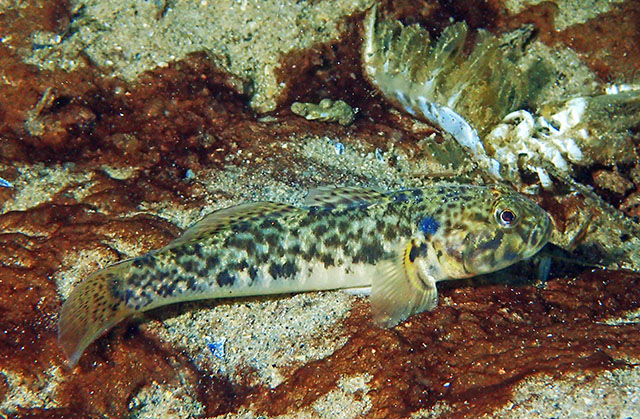 Caffrogobius nudiceps