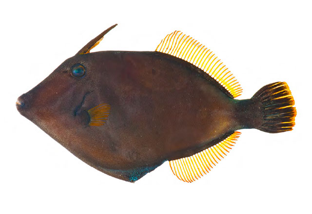 Cantherhines nukuhiva