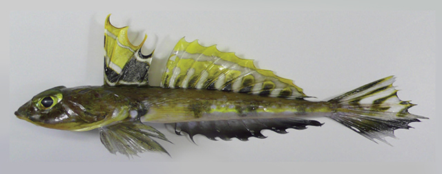 Callionymus omanensis