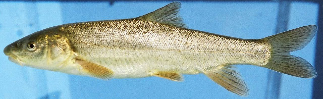 Capoeta pestai