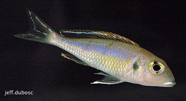 Callochromis pleurospilus