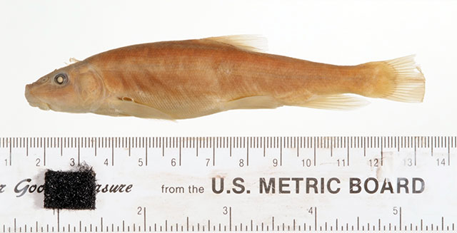Pantosteus plebeius
