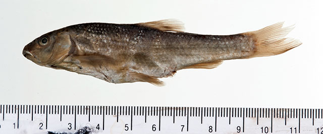 Campostoma pullum