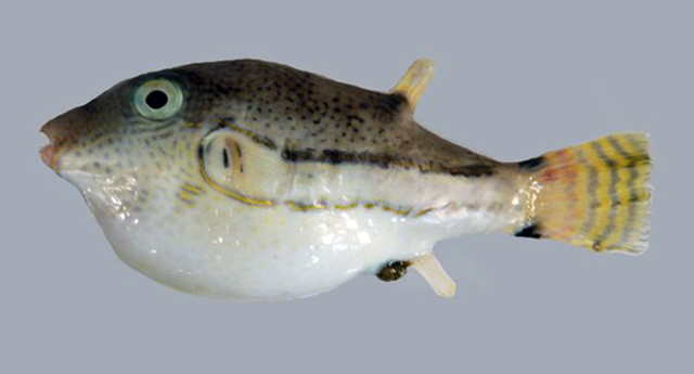 Capun_u2.jpg