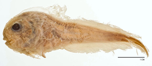 Careproctus sinensis