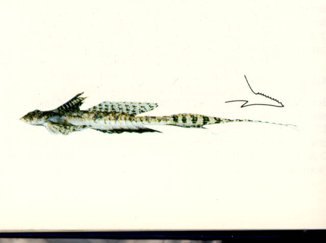 Callionymus superbus