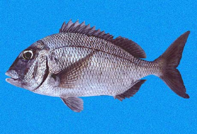 Calamus taurinus