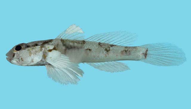 Cabillus tongarevae