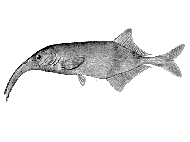 Campylomormyrus tshokwe