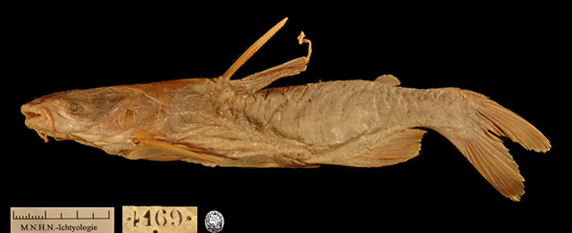 Cathorops variolosus
