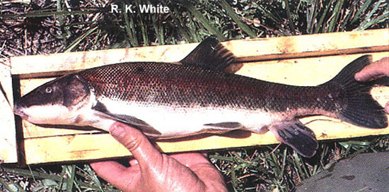 Catostomus warnerensis