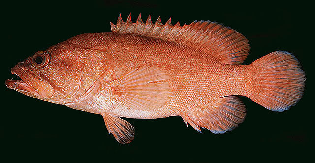 Cephalopholis aitha