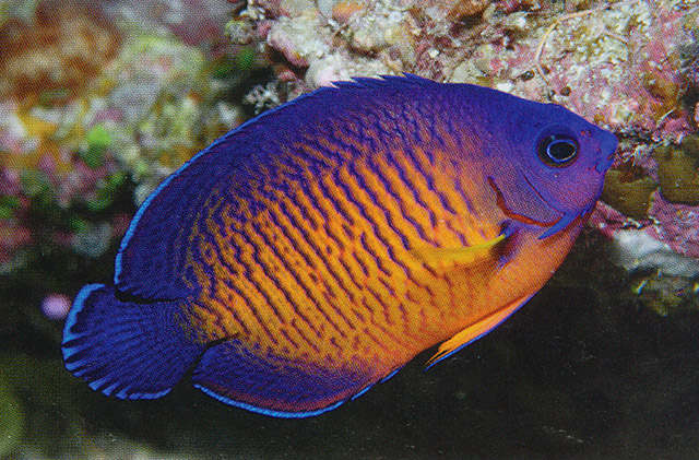 Centropyge bispinosa