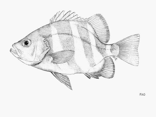 Centrarchops chapini
