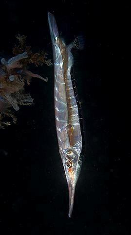Centriscus cristatus