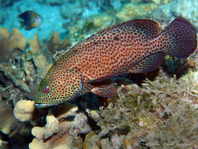 Cephalopholis cruentata