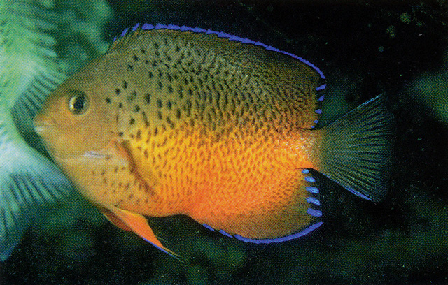 Centropyge ferrugata