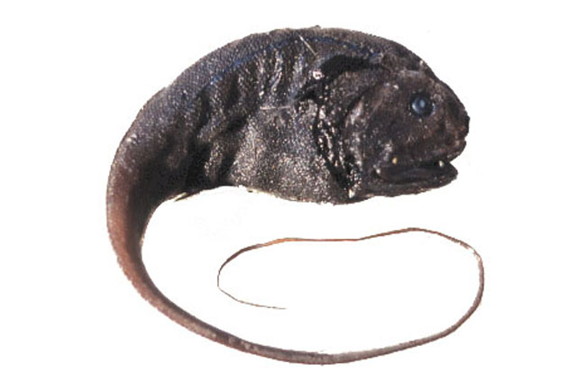Cetonurus globiceps